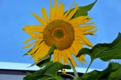 Giant Sunflower Contest